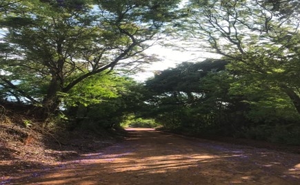 Turismo estrada-boiadeira